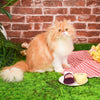 HugSmart Kitten Party — Cheese & Wine
