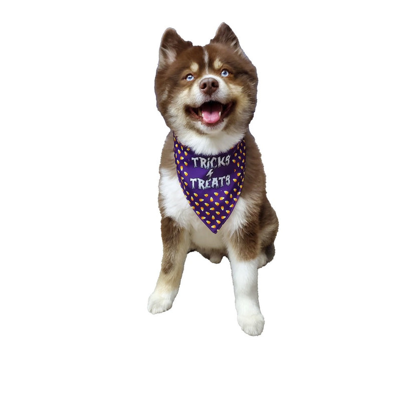 Hip Doggie Two Sided Bandana - Trick or Treat