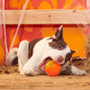 BARK Pumpkin Prodigy Dog Toy- Orange