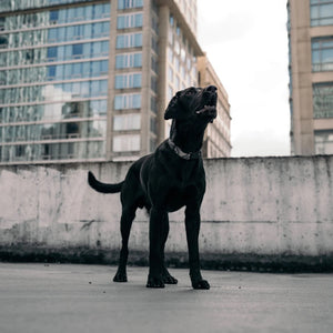 Woof Concept DARK N STORMY 2 Waterproof Collar