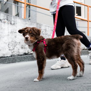 Woof Concept COSMOPOLITAN Step-In Harness