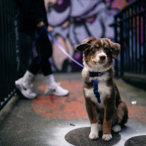 Woof Concept EMPRESS Step-In Waterproof Harness