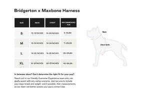 Maxbone Bridgerton x Maxbone Harness