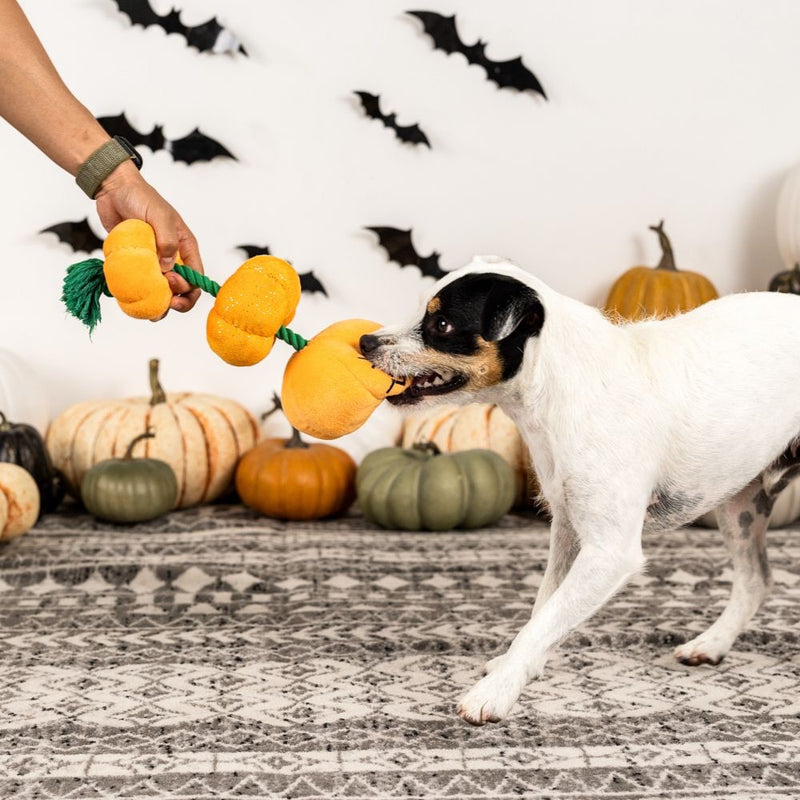 Fringe Studio Pet Shop Stack-O-Lantern Plush Dog Toy