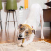 Stella & Chewy's Dog Dental Delights - Medium