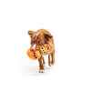 BARK Squirrel O' Lantern Plush Dog Toy Small