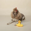 Fringe Studio PETSHOP JUST FLOATING BY DOG TOY