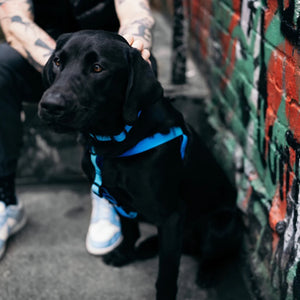 Woof Concept BLUE HAWAIIAN Step-In Waterproof Harness