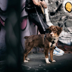 Woof Concept DARK N STORMY 2 Step-In Waterproof Harness