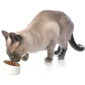Petrageous Seychelles Slanted Double Walled Pet Bowls