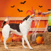 BARK Jack-Crow-Lantern Plush Pet Toy