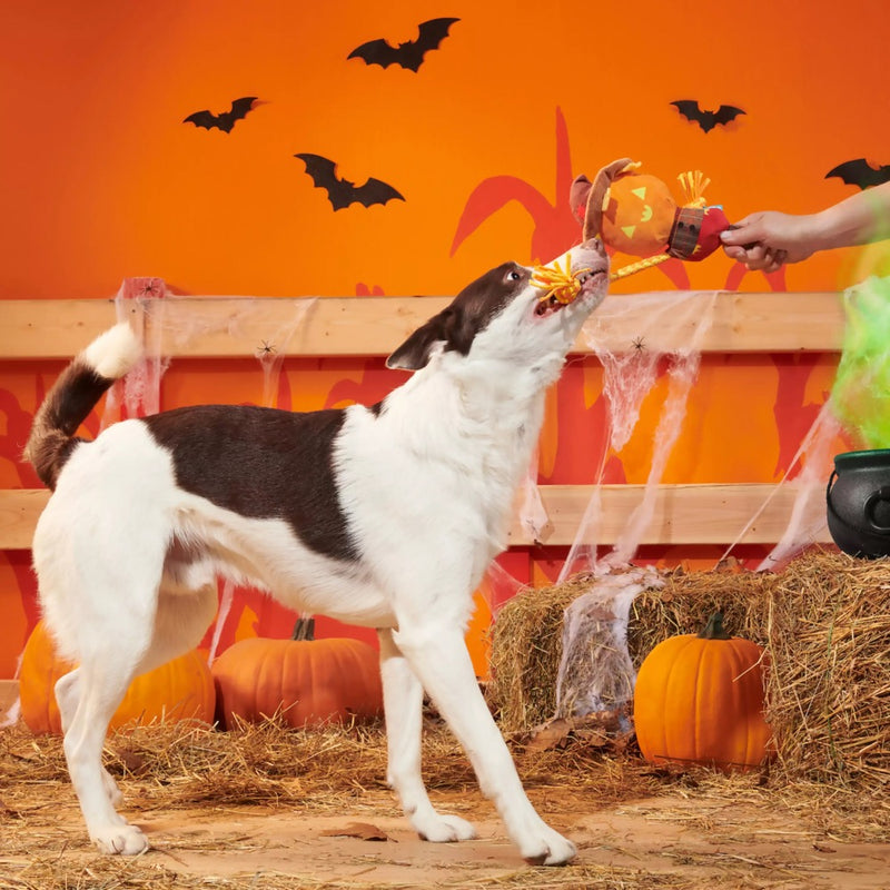 BARK Jack-Crow-Lantern Plush Pet Toy