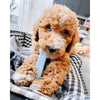 Nylabone Puppy Chew Variety Toy Treat Triple Pack 3 count (Small -  Up To 25 Ibs)