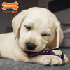 Nylabone Just for Puppies Double Action Bone Puppy Dog Teething Chew Toy Bacon (Small Up To 25 Ibs)