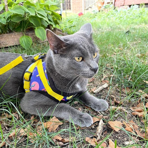 Travel Cat "The '90s Cat" Limited-Edition Harness & Leash Set