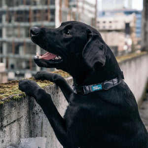 Woof Concept DARK N STORMY 2 Waterproof Collar