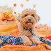 Sassy Woof Dog Collar - Spellbound