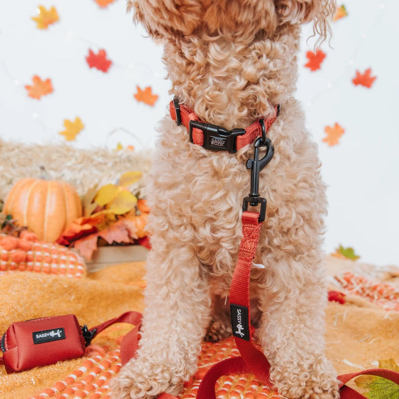 Sassy Woof Dog Collar- Burgundy