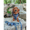 Sassy Woof Dog Collar - Spellbound