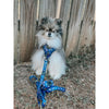 Sassy Woof Dog Leash- Spellbound