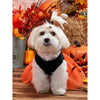 Petsin Halloween Pumpkin Pattern Mesh Fashion Pet Dress