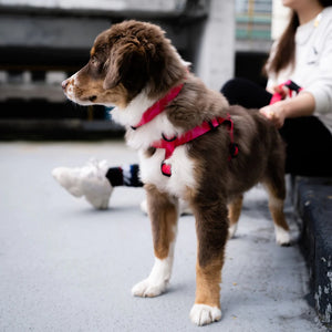 Woof Concept COSMOPOLITAN Step-In Harness