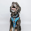 Sassy Woof Dog Collar - Superman™ & Krypto