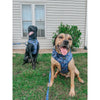 Sassy Woof Adjustable Harness- Spellbound