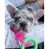 Nylabone® Teething Puppy Chew™ Bacon Flavor Teething Pacifier Chew Puppy Toy - Small (Up To 25lbs)