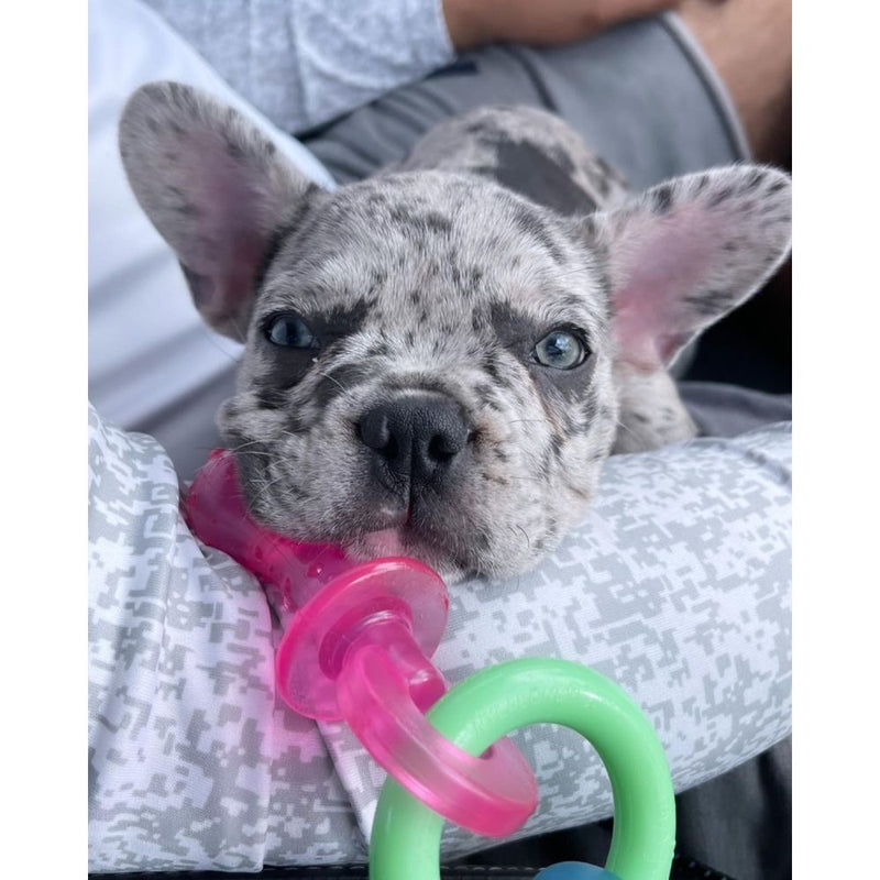 Nylabone® Teething Puppy Chew™ Bacon Flavor Teething Pacifier Chew Puppy Toy - Small (Up To 25lbs)