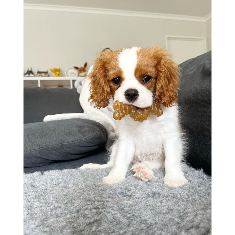 Nylabone Puppy Chew Ring Bone Chicken Flavor