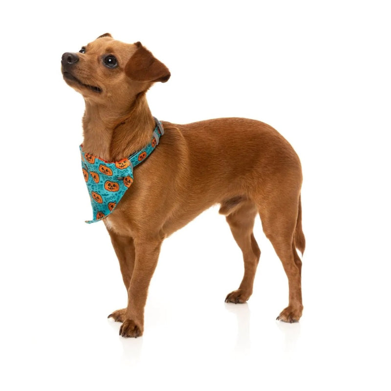 Fuzzyard Jack Jack Jackie Lantern - Bandana - Teal