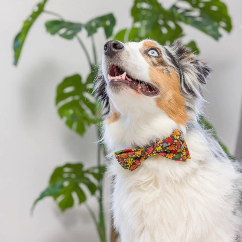 Huxley & Kent Leaves & Nuts Bow Tie