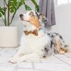 Huxley & Kent Leaves & Nuts Bow Tie