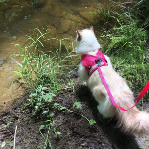 Travel Cat "The Purrfectly Pink" Iridescent Limited-Edition Harness & Leash Set