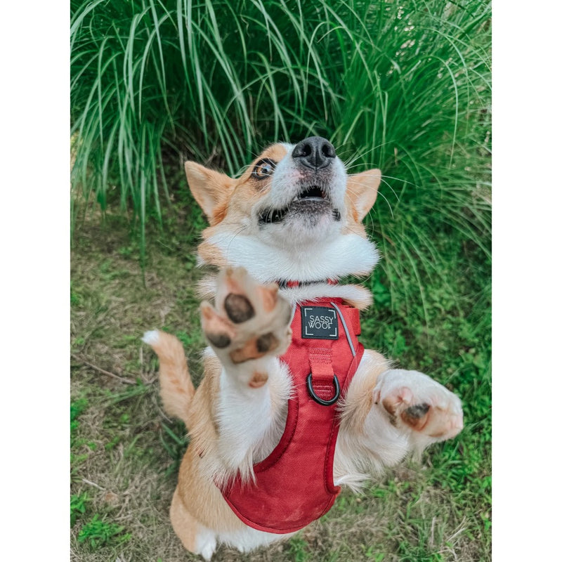 Sassy Woof Dog Step-In Harness- Burgundy