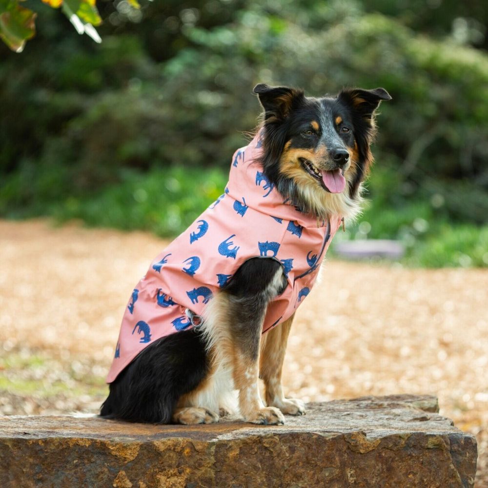Clearance Paws And Whiskers clearance-paws-and-whiskers