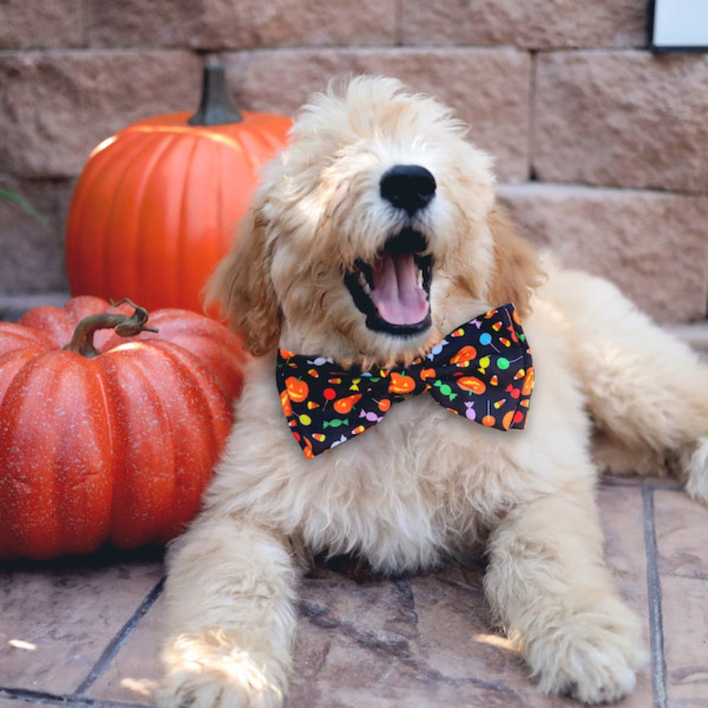 Huxley & Kent Halloween Trick or Treat Bowtie