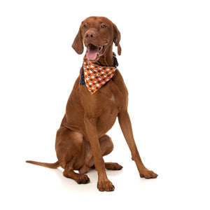 FuzzYard Bandana Boogie Nights Orange