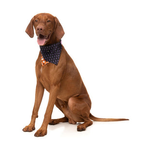 FuzzYard Bandana Boogie Nights Orange
