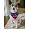 Tail Trends Love with Hearts & Flowers Valentines Bandana