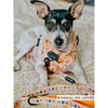 Sassy Woof Leash - A Latte Pupkin Fabric
