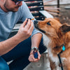 Honest Paws CBD Oil for Dogs - Mobility