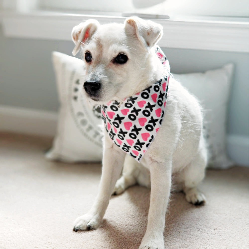 Paisley Paw Designs XOXO Dog Valentine Bandana