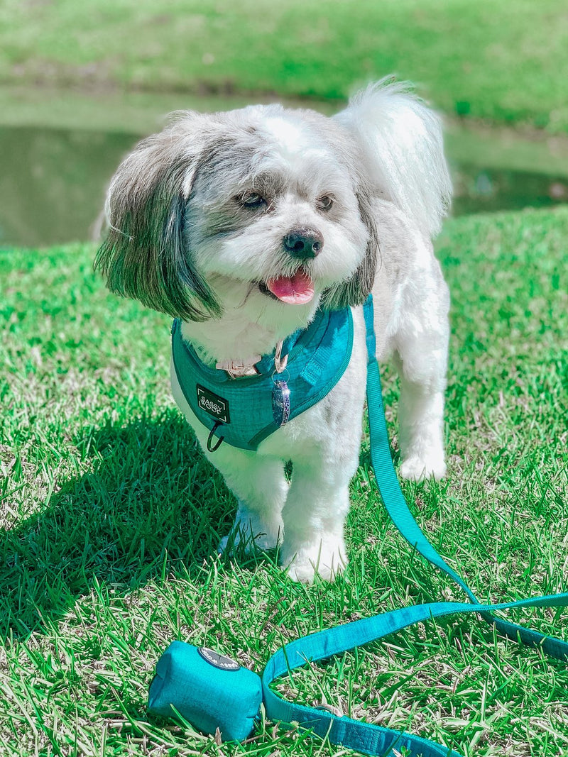 Sassy Woof ADJUSTABLE HARNESS - NAPA