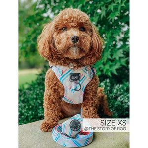 Sassy Woof Collar - Rainbow Sherbet