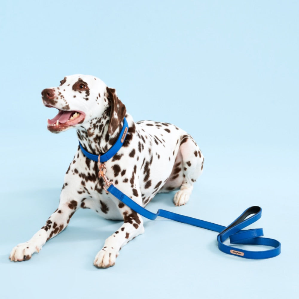 ZippyPaws Vivid Collection Leash - Cobalt