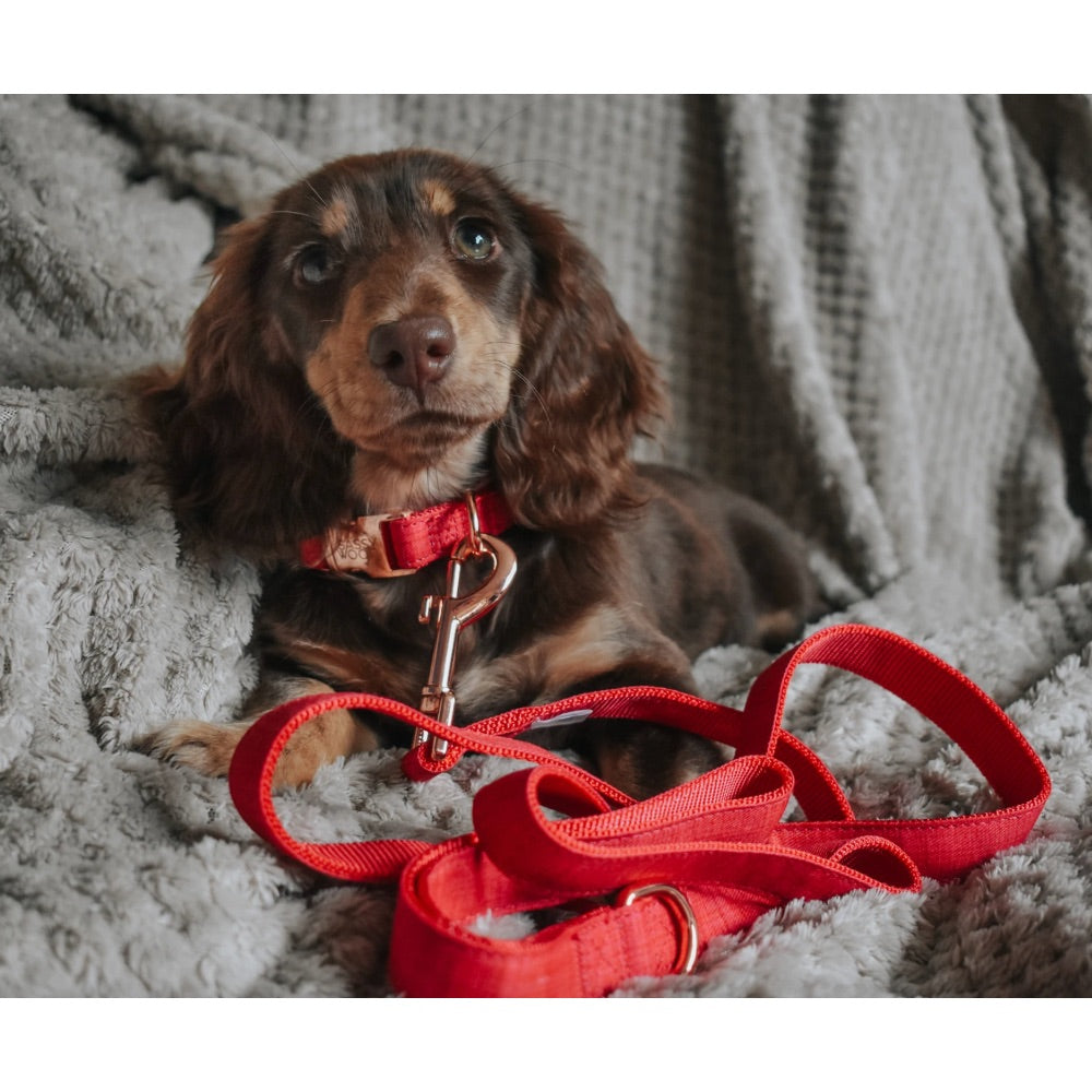 Sassy Woof COLLAR - MERLOT