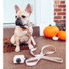 Sassy Woof COLLAR - PINOT