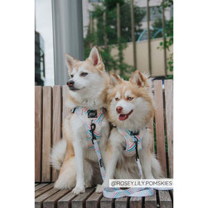 Sassy Woof Leash - Rainbow Sherbet